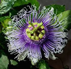 Passiflora Byron Beauty Passion Flower Passiflora Flowers
