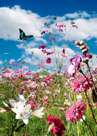 Spring flowers Images - Free Download ...