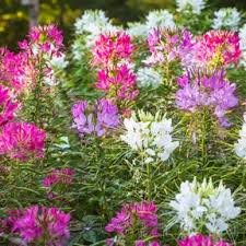 Image result for Cleome bororensis