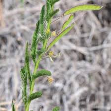 Image result for Chamaecrista zambesica