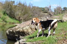 The female beagle names on this page were hand selected for their originality and because we felt they were a perfect match for this breed. The 116 Most Popular Beagle Names Of 2019 The Dog People