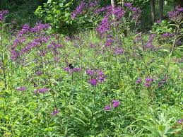Image result for Vernonia myriantha