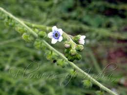 Image result for Cynoglossum lanceolatum