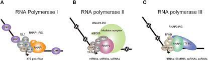 Assessment | biopsychology | comparative | cognitive | developmental | language | individual differences | personality | philosophy | social | methods | statistics | clinical | educational | industrial | professional items | world psychology |. Frontiers Rna Polymerase Ii Dependent Transcription Initiated By Selectivity Factor 1 A Central Mechanism Used By Mll Fusion Proteins In Leukemic Transformation Genetics