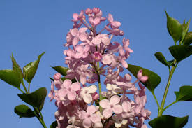 The flower buds initially have a pale hue, gradually turn green, then transition to a bright red when ready for harvest. ä¸é¦™æ¤ç‰©æ˜¯ä»€ä¹ˆæ ·å­ å'è´¢å†œä¸šç½'