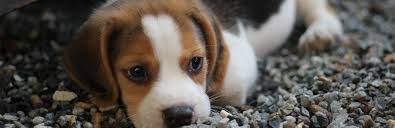 Although pepto bismol may help address your dog's mild diarrhea, never administer a dose without consulting your vet first. Can You Give A Dog Pepto Bismol My Pet Needs That