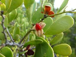 Image result for Maytenus chasei