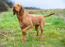 Maybe you would like to learn more about one of these? Wirehaired Vizsla Dog Reviews Real Reviews From Real People