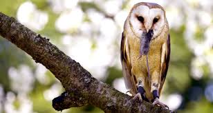 One trait that makes barn owls so useful for natural rodent control is their ability to hunt a wide variety of prey and switch their preference to the species of rodent common in the. Owl Boxes Nature S Pest Control Farmers Almanac