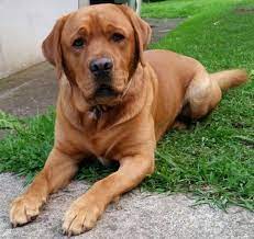 Red Fox Labs Omg Cuteness Fox Red Labrador Red Labrador English Labrador