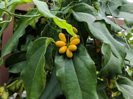 Image result for Tiliacora