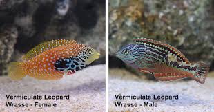 It features a dark body with light blue to yellowish spots, which makes it a captivating specimen in your. Saltwater Marine Aquarium Fish Leopard Wrasse Of The Genus Em Macropharyngodon Em