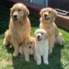 Golden Retriever Dog Breed Facts &amp; Information | Rover.com