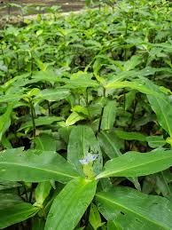 Image result for Commelina congesta