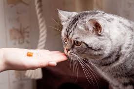 Some Cats Are So Scared That You May Want To Try Hand Feeding Them Woman Giving Treat To Cat By Shutterstock Cats Siberian Cats For Sale What Cats Can Eat