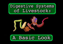 Absorption, amino acid, carbohydrate, chemical digestion, chyme, complex. Digestive Systems Of Livestock A Basic Look Cevd0470