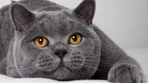 99 $2.00 coupon applied at checkout save $2.00 with coupon Gray Cat Wallpapers Top Free Gray Cat Backgrounds Wallpaperaccess