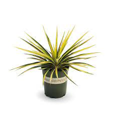 Monrovia 2 6 Quart White Color Guard Adam S Needle Accent Shrub In Pot In The Shrubs Department At Lowes Com
