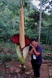 Observasi awal untuk mendapatkan beberapa fakta tentang karakter bunga rafflesia dan habitatnya menjadi sebuah keharusan sebelum proses melukis di media. Halaman Download 20 Ide Gambar Sketsa Bunga Rafflesia Arnoldii Tea And Lead