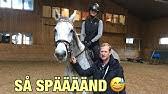 Ifjol vann de sm tillsammans och sen dess har det gått spikrakt uppåt för ekipaget. Rolf Goran Bengtsson Ermindo W Grosser Preis Csi2 Luhmuhlen Youtube