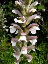 Image result for Acanthaceae