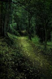 Google Paysage Foret Photos Paysage Paysage Arbre