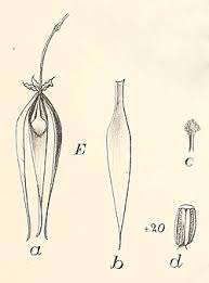 Image result for Monodora