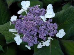 Szybko i bezpiecznie w najlepszym miejscu dla lokalnych allegrowiczów. Ogrodkroton Pl Hortensja Omszona Miekkowlosa Aspera Hydrangea Aspera Macrophyla
