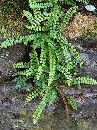 Image result for Asplenium gemmiferum