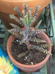 Kalanchoe Daigremontiana Mother Of Thousands Or Kalanchoe Delagoensis Mother Of Millions Chandelier Plant In 2020 Plants Planting Succulents Mother