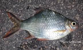 Seperti sebutan ikan badir untuk daerah jawa, ikan lawak atau lalawak untuk daerah melayu, dan ikan turub hawu untuk daerah sunda. Cyprinids Barbs Talk About Fish