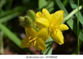 Image result for Hypoxidaceae