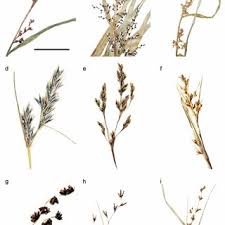 Image result for Scleria bambariensis