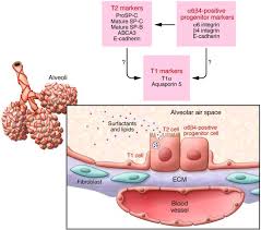 Intestinal epithelial cells are found in crypts. Jci Integrin A6b4 Defines A Novel Lung Epithelial Progenitor Cell A Step Forward For Cell Based Therapies For Pulmonary Disease