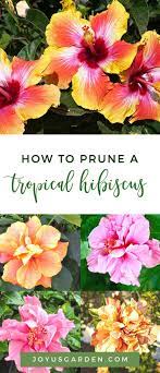 How To Aesthetically Prune A Tropical Hibiscus In Spring Hibiscus Plant Growing Hibiscus Hibiscus Tree