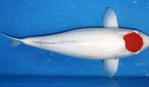 Gambar hitam putih ikan koi. Harga Ikan Koi Berdasarkan Jenisnya 2021 Lengkap Aplikasi Pertanian Media Agribisnis Gdm Agri