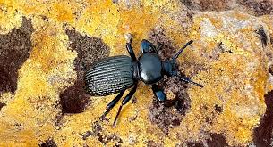 Image result for Cyathula orthacantha