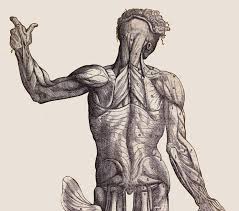 Zygote scenes is a collection of scenes created by zygote media group with annotations identifying anatomical landmarks. Cs 48n The Science Of Art