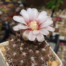 Image result for Gymnosporia oxycarpa