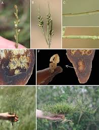 Image result for Thesium goetzeanum