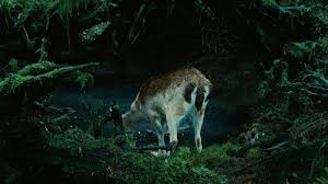 Los militares a little aged than described, but a fitness