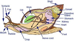 Image result for snail reproductive organs