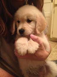 Imgur Com Cute Dog Wallpaper Cute Funny Dogs Super Cute Puppies
