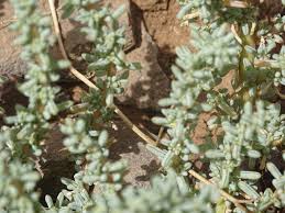 Image result for Suaeda vermiculata