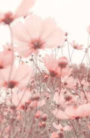 Wallpaper Flowers Rose Wallpaper Flowers In 2020 Bloem Achtergrond Wallpaper Achtergronden Achtergronden