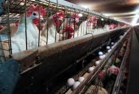 Rase gaini ouătoare, mixte, de carne? Custi 42 De Articole In Agroromania Ro