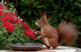 Put some in a spray bottle to spray around entry points. How To Keep Raccoons And Squirrels Out Of Garden 10 Best Naturally Ways Gardening Tips And Tricks