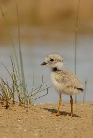 Birds Of Cape Cod National Seashore Amazing Silver Plated Swarovski Crystal Earrings Cape Hatteras National Seashore Cape Hatteras Hatteras Island