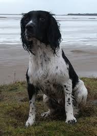 Black And White Springer Spaniel Cute Milly Black White Springer Spaniel 3 Springer Spaniel Spaniel Breeds English Springer Spaniel
