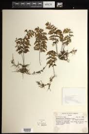 Image result for Hymenophyllum capillare